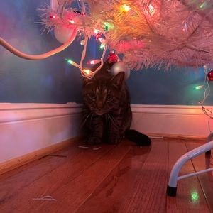 Meet your Posher, Spirit